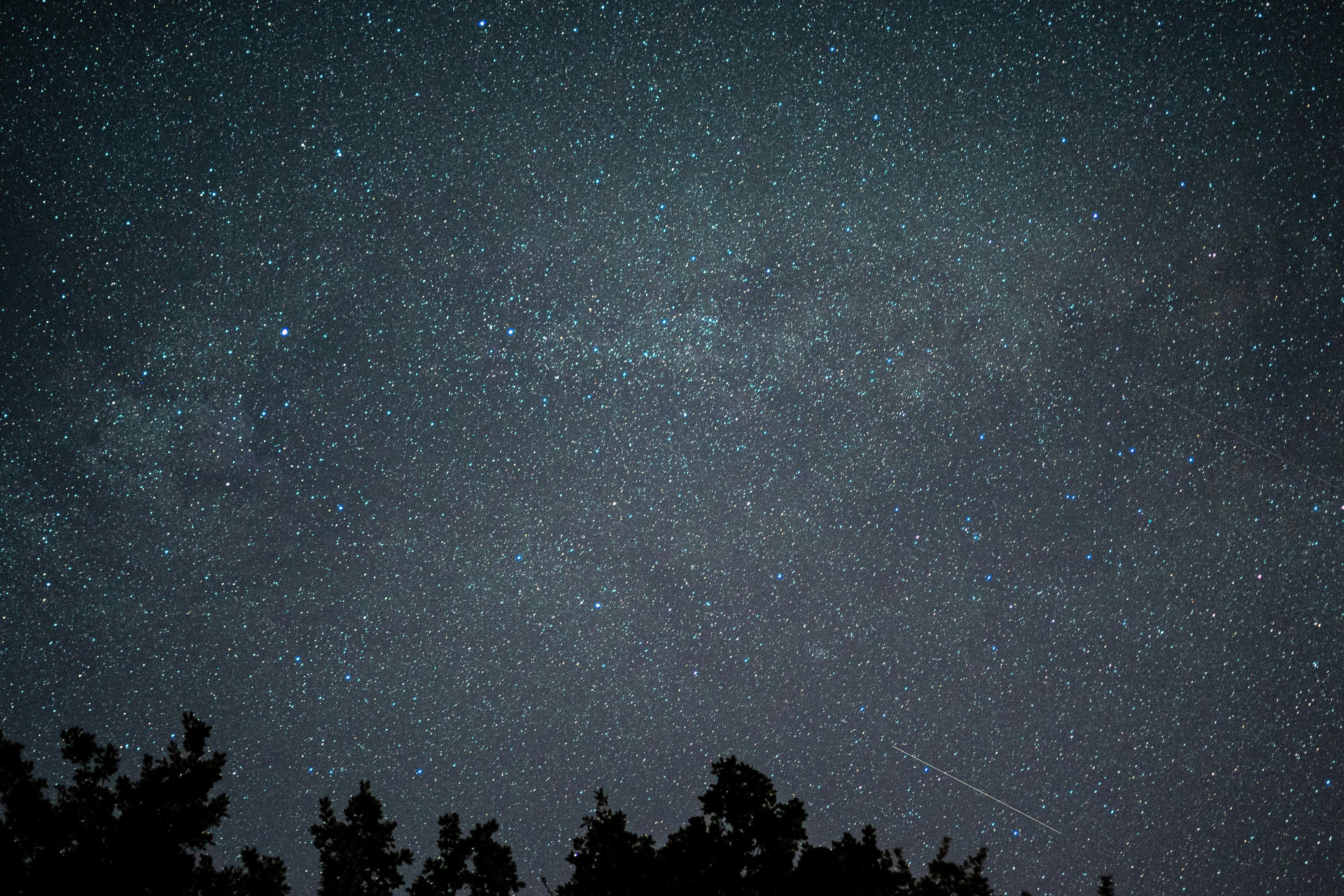 silhouette of trees under starry night